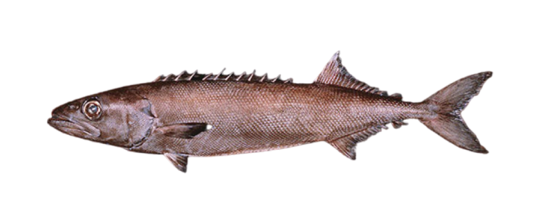 Ikan Minyak / Ikan Lemak Tinggi